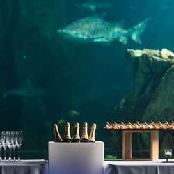Aquarium-La-Rochelle-Espace-receptif-Scenoria